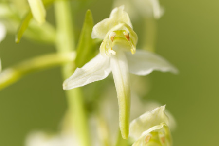 bergnachtorchis