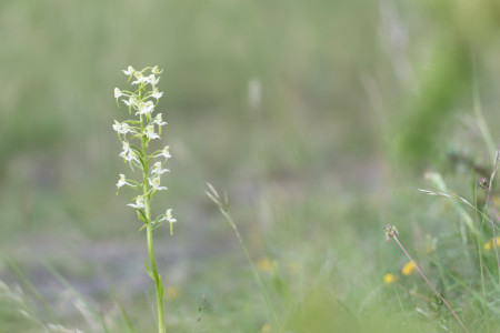 bergnachtorchis