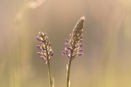 grote muggenorchis