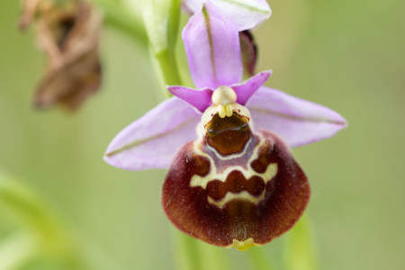 hommelorchis