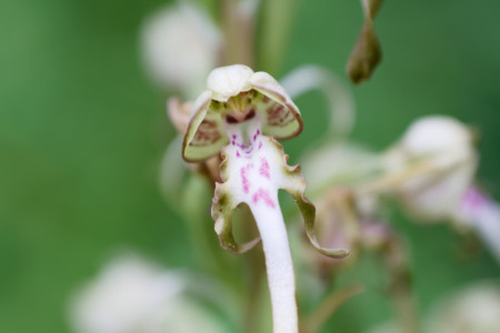 bokkenorchis
