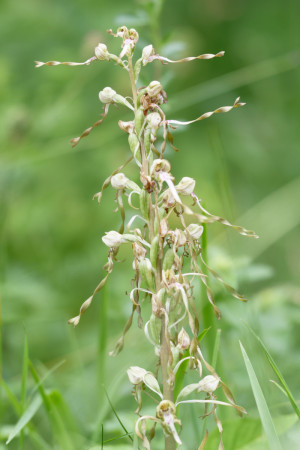 bokkenorchis