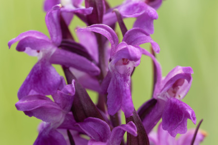 mannetjesorchis