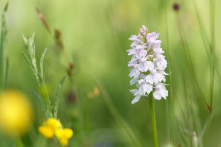 gevlekte orchis