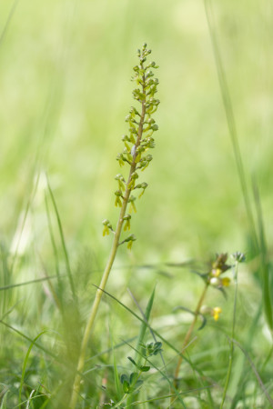 grote keverorchis