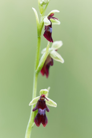 vliegenorchis