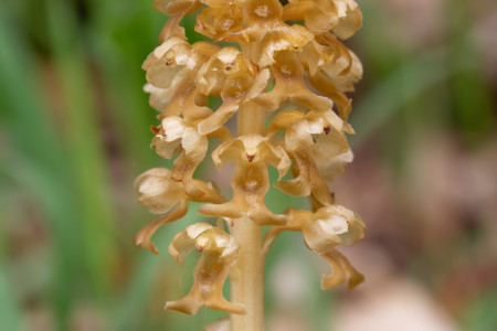 vogelnestje (ook een orchidee)