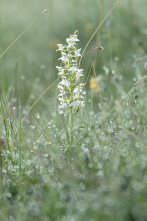 bergnachtorchis
