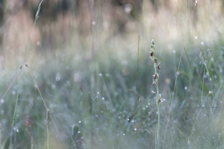 vliegenorchis