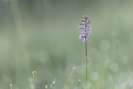 grote muggenorchis