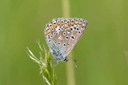 icarusblauwtje
