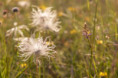 /album/orchideeen-in-de-eifel/006a4236-web-jpg/