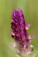 /album/orchideeen-in-de-eifel/img-4061-web-jpg/
