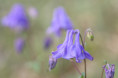 /album/orchideeen-in-de-eifel/img-4122-web-jpg/