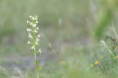 /album/orchideeen-in-de-eifel/img-4125-web-jpg/