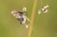 /album/orchideeen-in-de-eifel/img-4145-web-jpg/