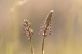 /album/orchideeen-in-de-eifel/img-4153-web-jpg/