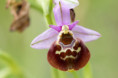 /album/orchideeen-in-de-eifel/img-4170-web-jpg/