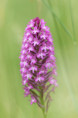 /album/orchideeen-in-de-eifel/img-4236-web-jpg/
