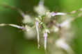 /album/orchideeen-in-de-eifel/img-4245-web-jpg/