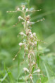 /album/orchideeen-in-de-eifel/img-4267-web-jpg/