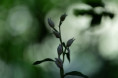 /album/orchideeen-in-de-eifel/img-4294-web-jpg/