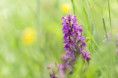 /album/orchideeen-in-de-eifel/img-4305-web-jpg/