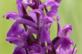 /album/orchideeen-in-de-eifel/img-4311-web-jpg/