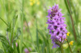/album/orchideeen-in-de-eifel/img-4323-web-jpg/