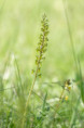 /album/orchideeen-in-de-eifel/img-4441-web-jpg/