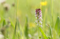 /album/orchideeen-in-de-eifel/img-4457-web-jpg/