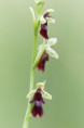 /album/orchideeen-in-de-eifel/img-4459-web-jpg/