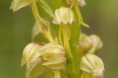 /album/orchideeen-in-de-eifel/img-4474-web-jpg/