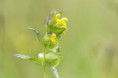 /album/orchideeen-in-de-eifel/img-4495-web-jpg/