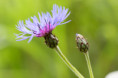 /album/orchideeen-in-de-eifel/img-4519-web-jpg/