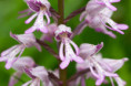 /album/orchideeen-in-de-eifel/img-4529-web-jpg/
