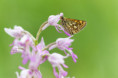 /album/orchideeen-in-de-eifel/img-4567-web-jpg/