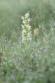 /album/orchideeen-in-de-eifel/img-4580-web-jpg/