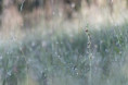 /album/orchideeen-in-de-eifel/img-4597-web-jpg/