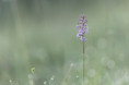 /album/orchideeen-in-de-eifel/img-4600-web-jpg/