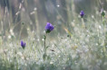 /album/orchideeen-in-de-eifel/img-4602-web-jpg/