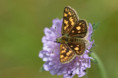 /album/orchideeen-in-de-eifel/img-4651-web-jpg/