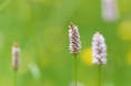 /album/orchideeen-in-de-eifel/img-4664-web-jpg/