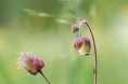 /album/orchideeen-in-de-eifel/img-4675-web-jpg/