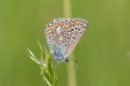 /album/orchideeen-in-de-eifel/img-4752-web-jpg/